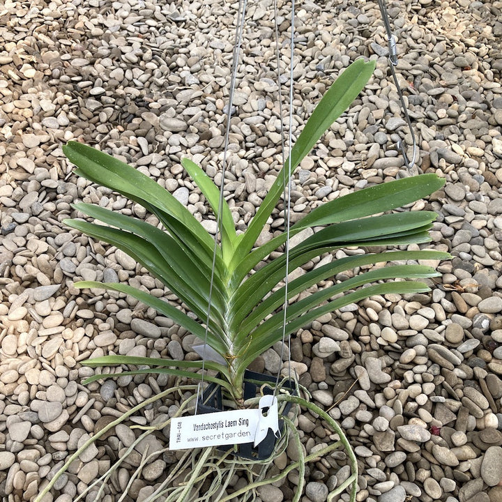 Vandachostylis Laem Sing (V. denisoniana × Rhy. coelestis)