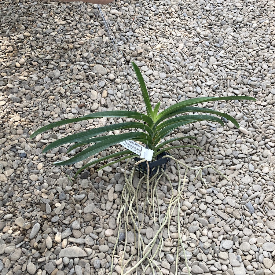 V. Augusto Delight x Sankamphaeng No. 253