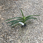 V. Augusto Delight x Sankamphaeng No. 253