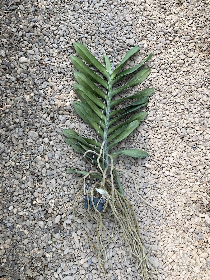 Renanopsis Lion Splendour