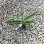 Vandachostylis Colmarie (Van. Sri-Siam × Rhy. gigantea)