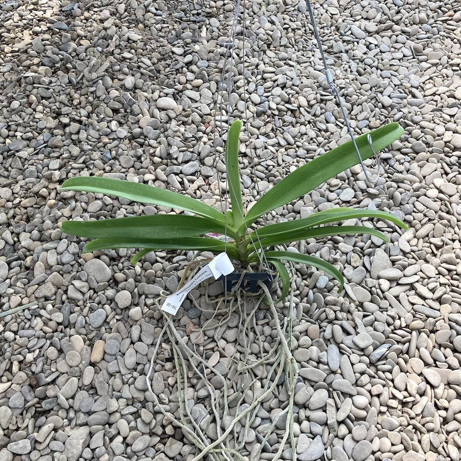 Vandachostylis Colmarie (Van. Sri-Siam × Rhy. gigantea)