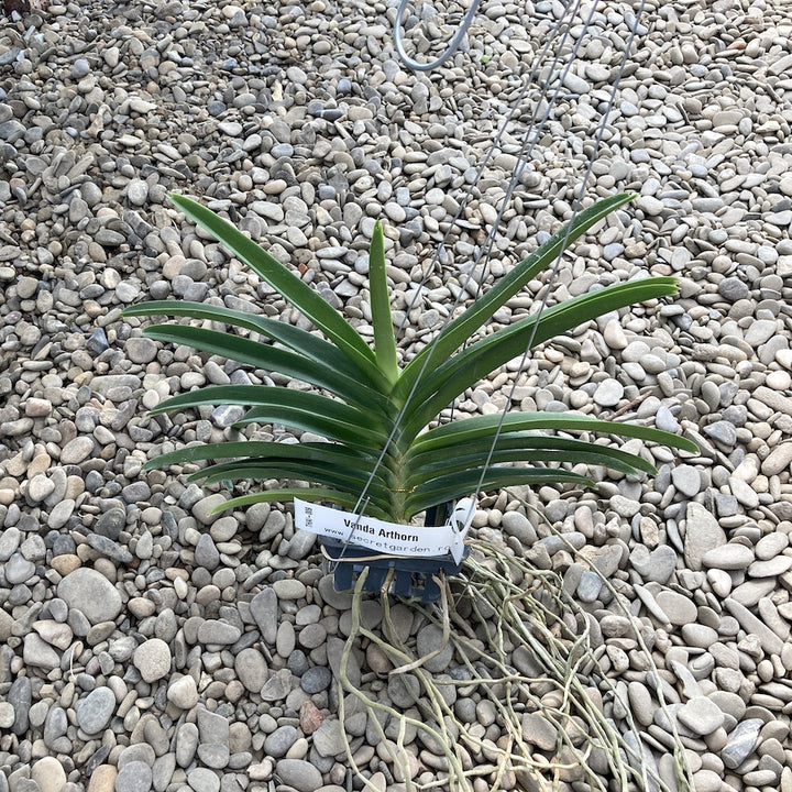 Vanda Arthorn (Vanda Yip Sum Wah × Vanda miniata)