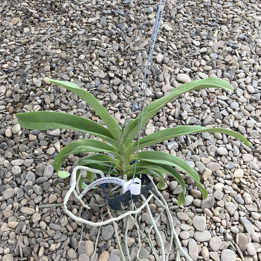 Vandachostylis Azure 'Blue' (Rhy. gigantea × V. coerulea)