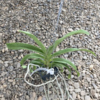 Vandachostylis Azure 'Blue' (Rhy. gigantea × V. coerulea)