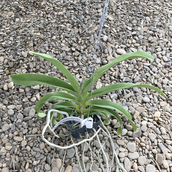 Vandachostylis Azure 'Blue' (Rhy. gigantea × V. coerulea)