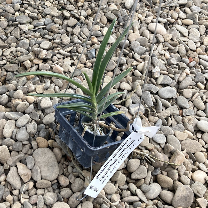 Renantanda Stevie Boy (Renanthera monachica × Vanda curvifolia)