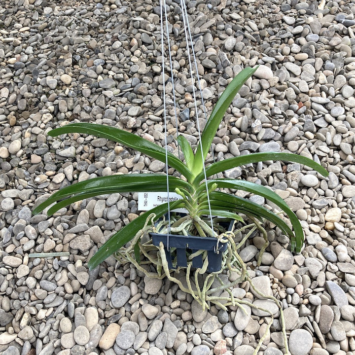 Rhynchostylis coelestis, Pink