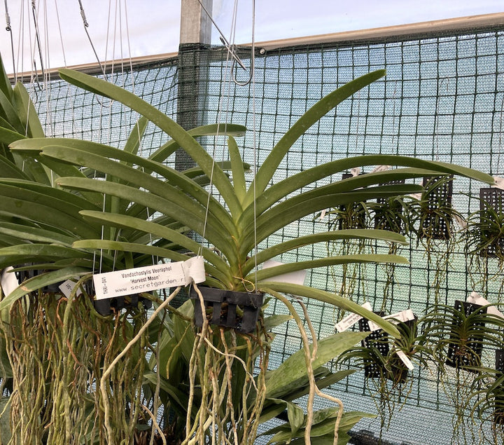 Vandachostylis Veeraphol 'Harvest Moon'