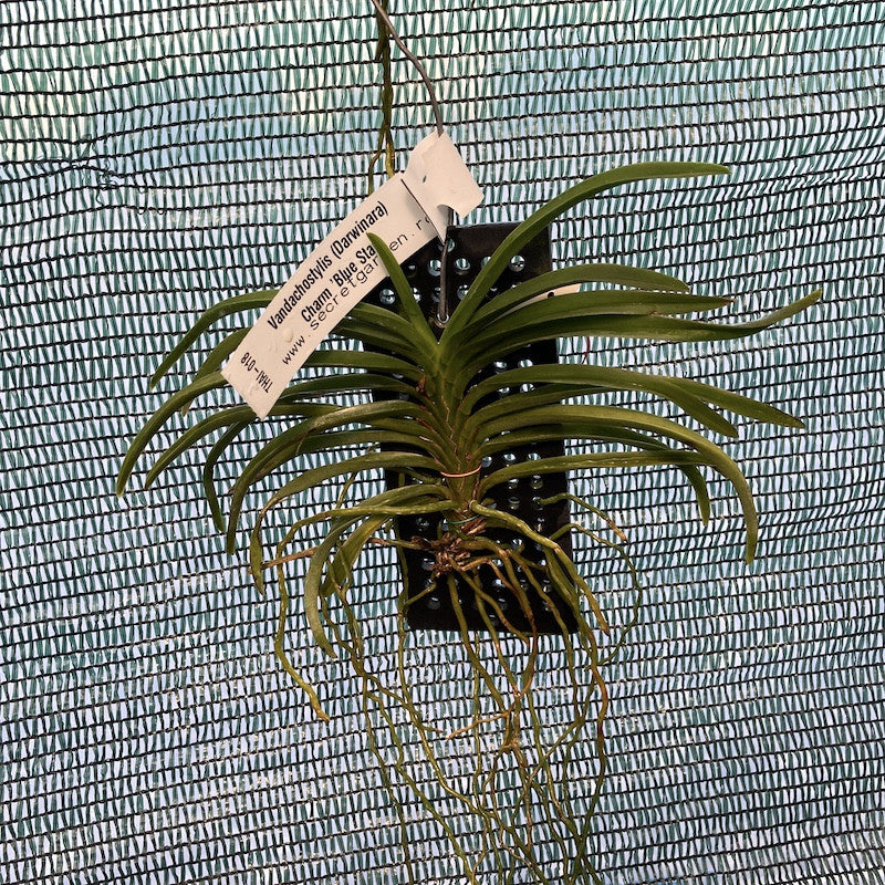 Vandachostylis (Darwinara) Charm 'Blue Star'