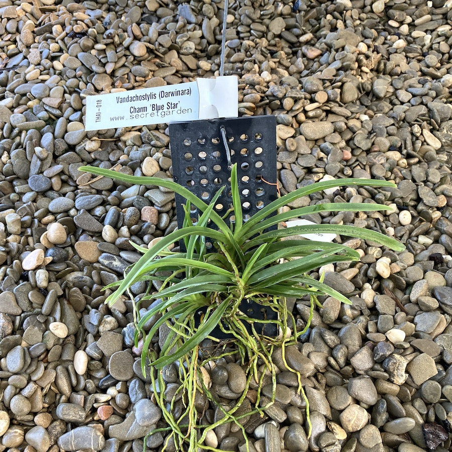 Vandachostylis (Darwinara) Charm 'Blue Star'