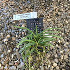 Vandachostylis (Darwinara) Charm 'Blue Star'