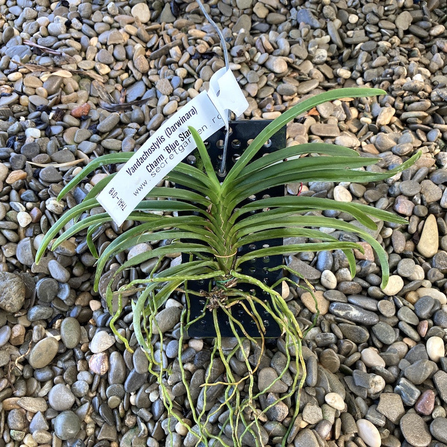 Vandachostylis (Darwinara) Charm 'Blue Star'