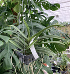 Van. Pinky 'Red' (V. falcata × Rhy. gigantea)