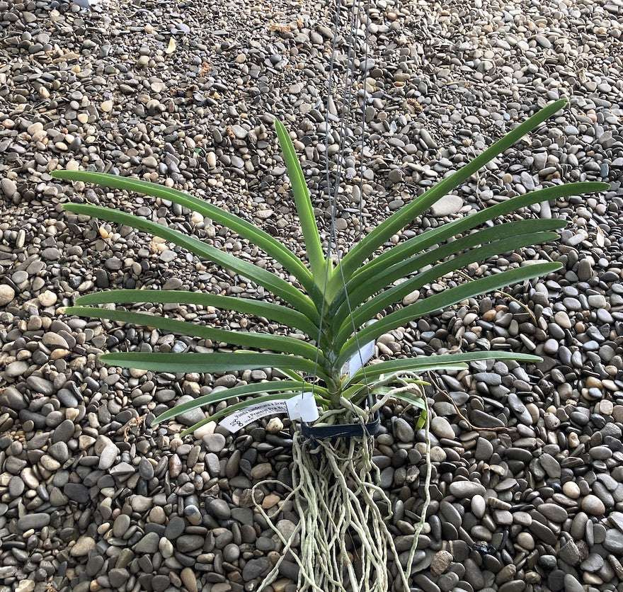 V. sanderiana x Jiraprapa x Pranerm Prai No. 19