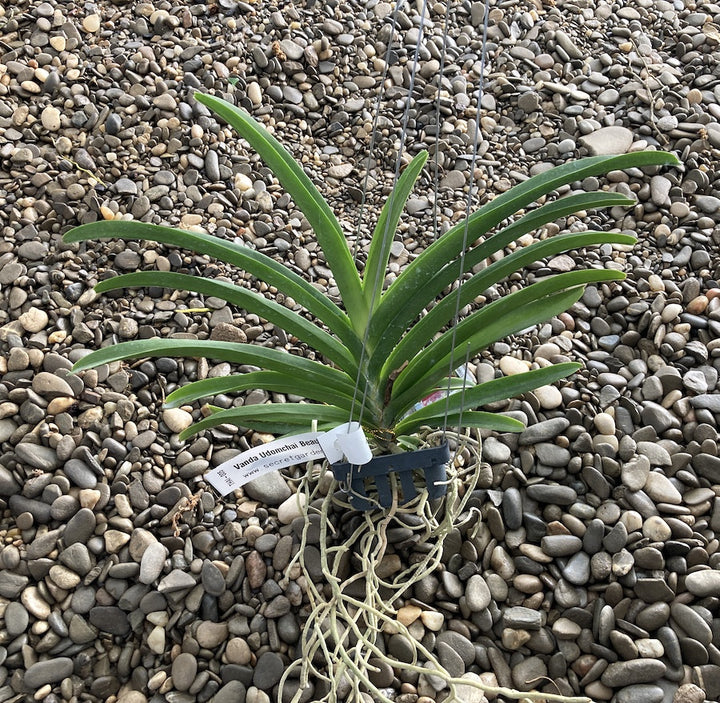 Vanda Udomchai Beauty