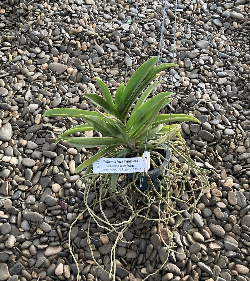 Vandaenopsis Prapin (Phalaenopsis pulcherrima × Vanda Pralor)