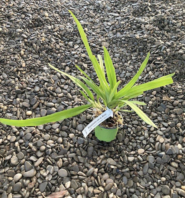 Dimorphorchis lowii sp. Borneo