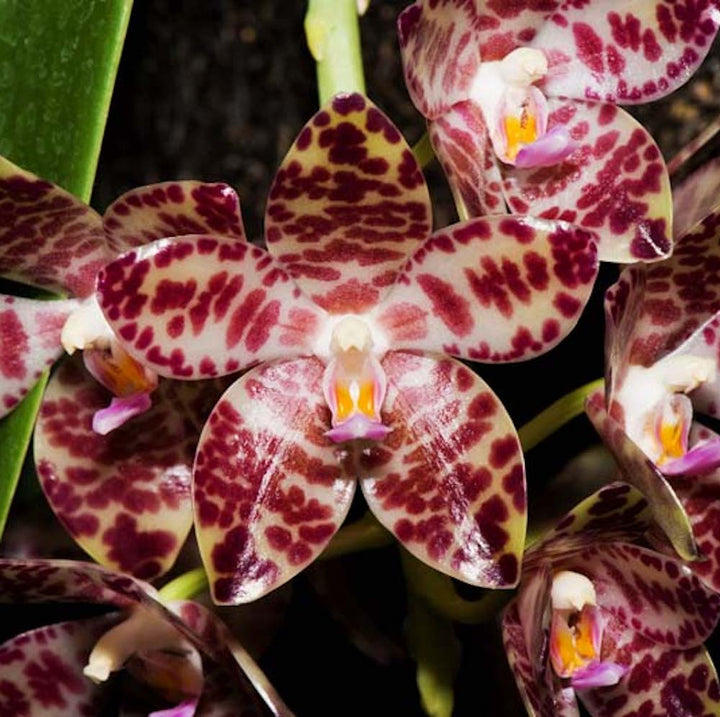 Orhidee Phalaenopsis gigantea, specii rare de orhidee in ghiveci