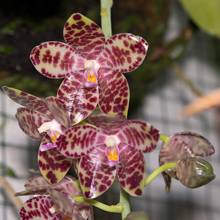 Orhidee Phalaenopsis gigantea, specii rare de orhidee in ghiveci