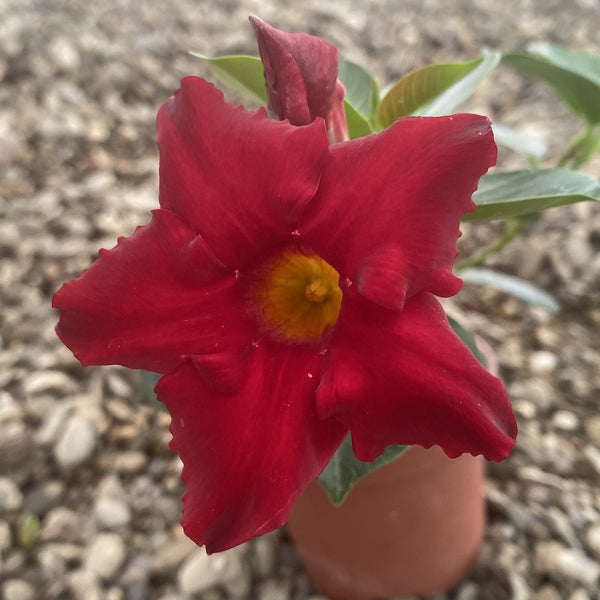 Dipladenia rosie (flori parfumate)