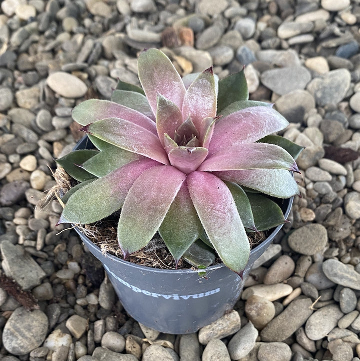 Sempervivum Pink Lemonade - planta urechelnita