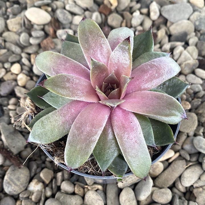 Sempervivum Pink Lemonade - planta urechelnita