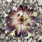 Sempervivum - Planta Urechelnita la cel mai bun pret, cu livrare!