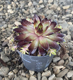 Sempervivum - Planta Urechelnita la cel mai bun pret, cu livrare!