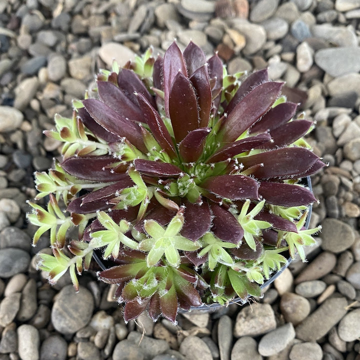 Sempervivum Blickfang - Planta Urechelnita