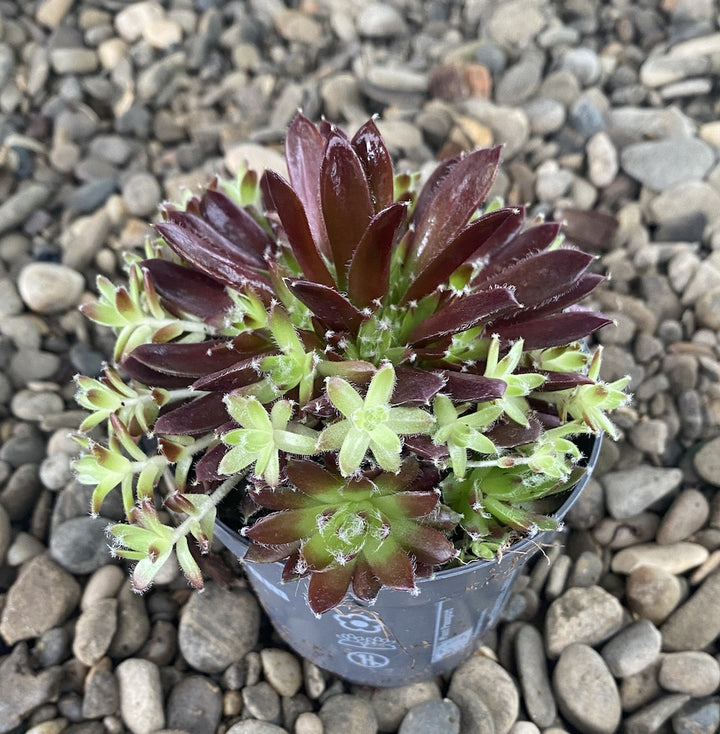 Sempervivum Blickfang - Planta Urechelnita