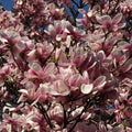 Magnolia x soulangeana