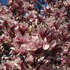 Magnolia x soulangeana