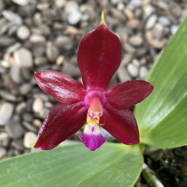 Phal. Dragon Tree Eagle × cornu-cervi var. chattaladae (4N)