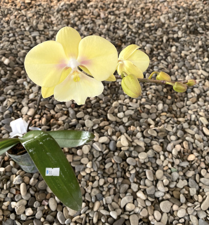 Phalaenopsis KS Big Stone Yongli