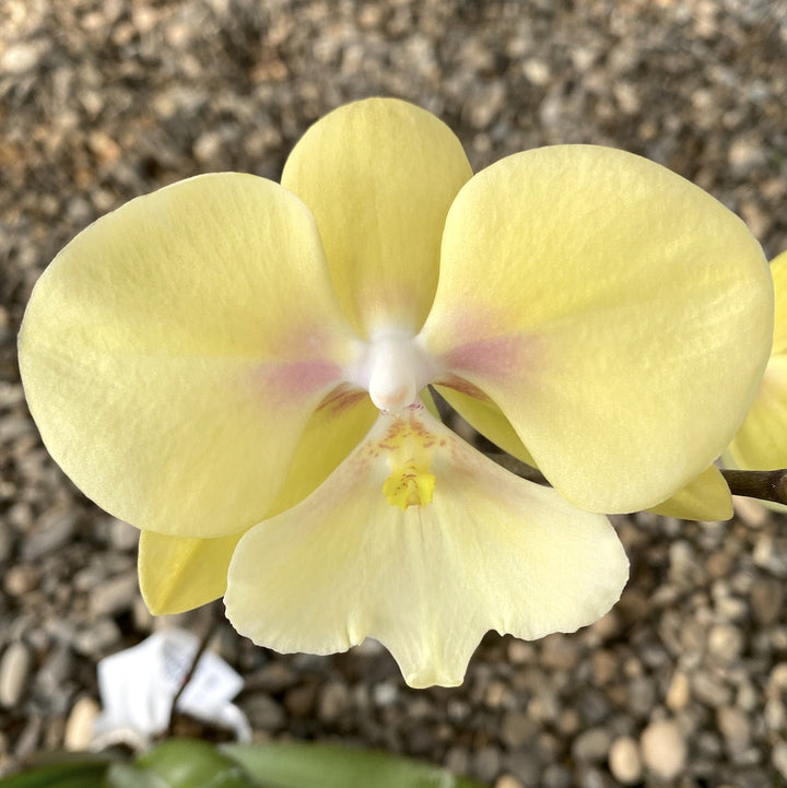 Phalaenopsis KS Big Stone Yongli