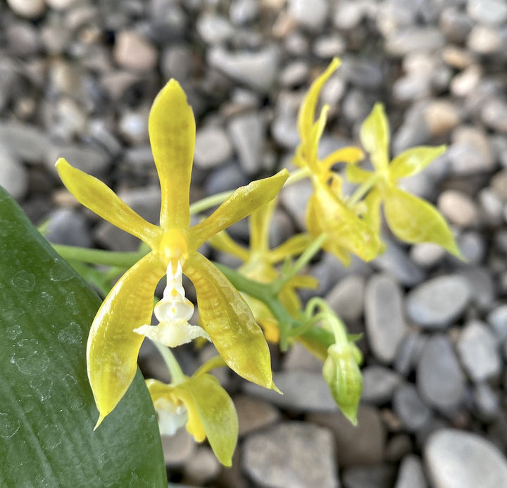 Phalaenopsis mannii var. flava