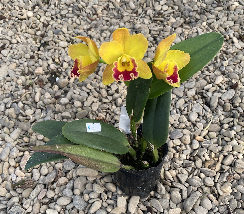 Rlc. Husky Boy 'Michael' – Floraria Secret Garden (SG)