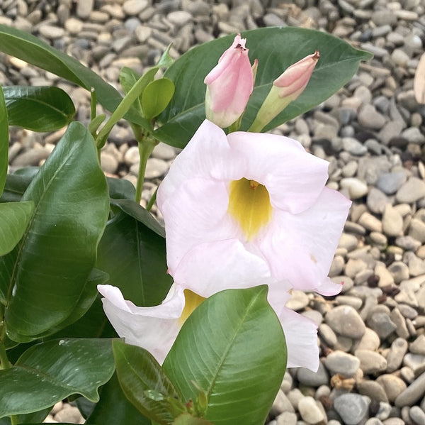 Mandevilla - Dipladenia alb-roze