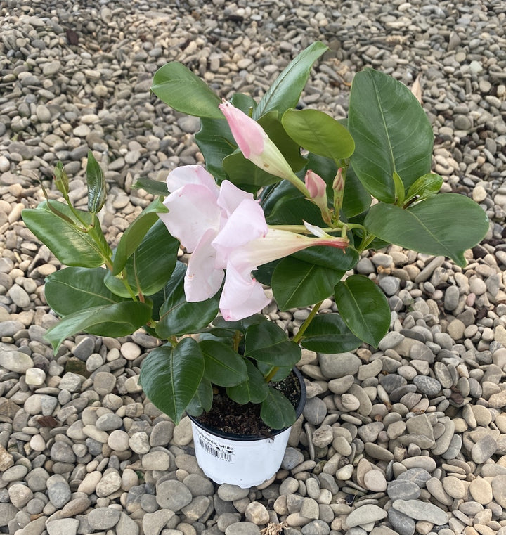 Mandevilla - Dipladenia alb-roze