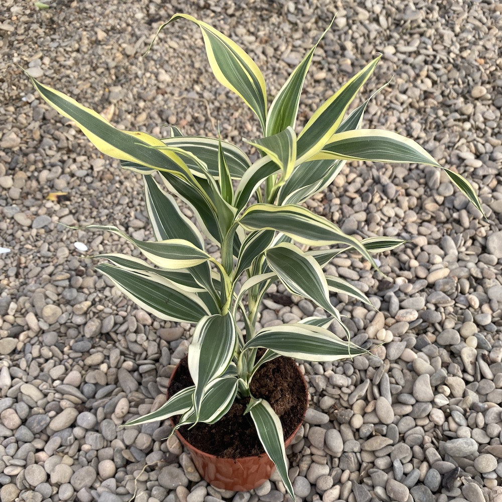 Dracaena sanderiana - blühende Pflanze aus der Familie der