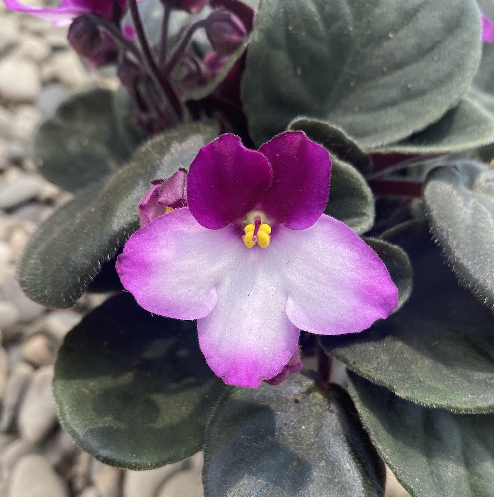 Saintpaulia - violete bicolore mov - alb