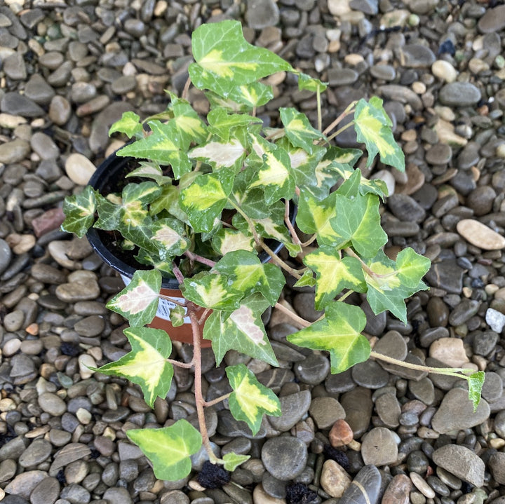 Hedera helix 'Goldheart'