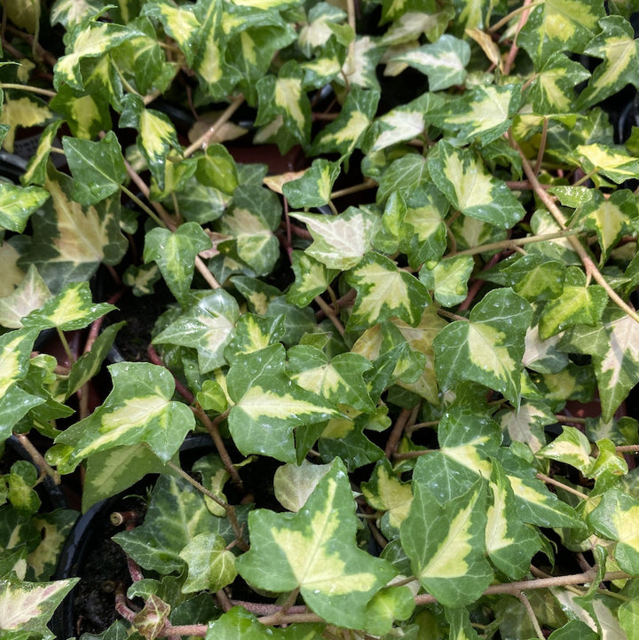 Hedera helix 'Goldheart'