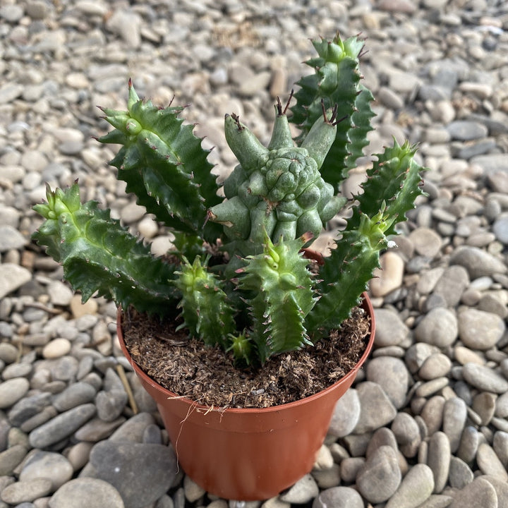 Euphorbia horrida f. monstruosa