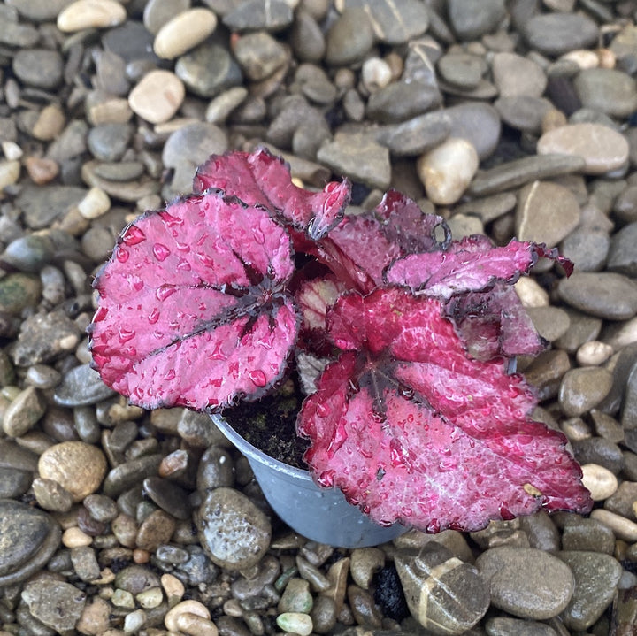 Begonia Rex Red Heart