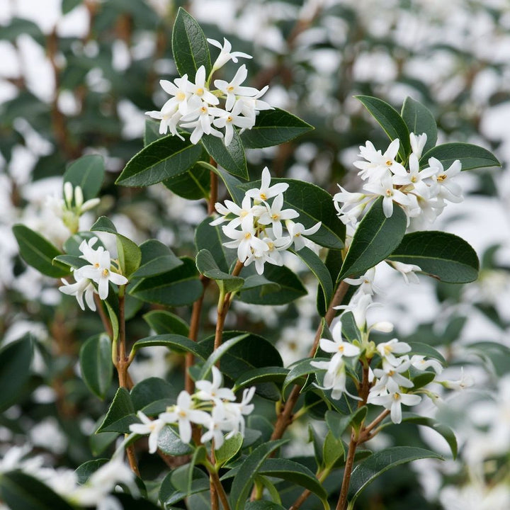 Osmanthus burkwoodii