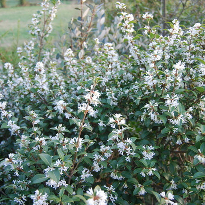 Osmanthus burkwoodii