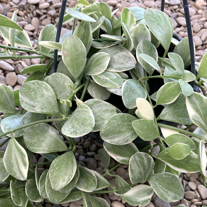 Dischidia oiantha 'Variegata' (White Diamond)