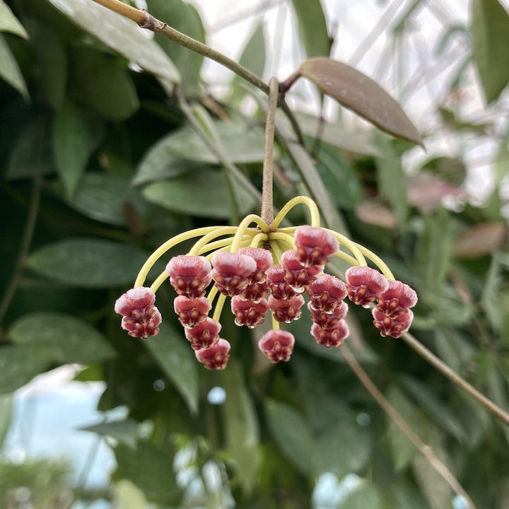 Hoya Memoria (Gracilis) - parfum de caramel, floarea de ceara la cel mai bun pret!